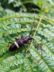 Trachyderes succinctus