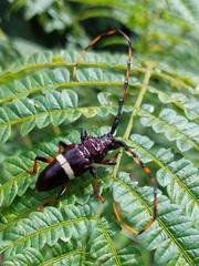 Trachyderes succinctus