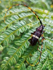 Trachyderes succinctus