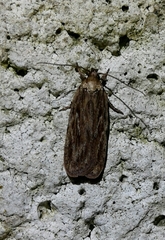 Depressaria daucella