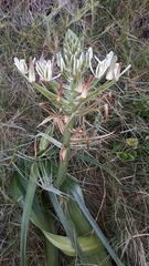 Albuca batteniana