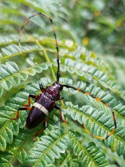 Trachyderes succinctus