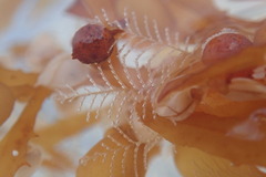 Aglaophenia latecarinata