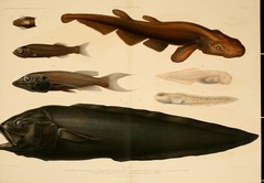 Longtail Slickhead photo 2