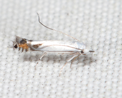 Lyonetia