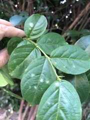 Erysiphe lagerstroemiae
