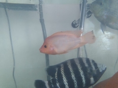 Amphilophus labiatus