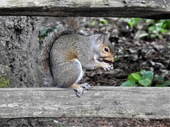 Sciurus carolinensis