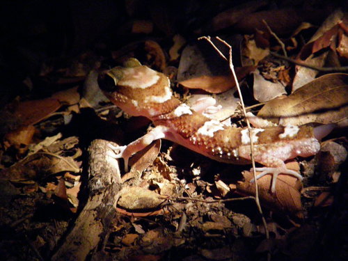 Paroedura picta