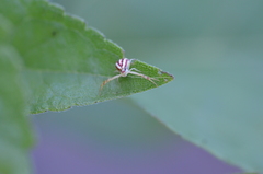 Mecaphesa schlingeri