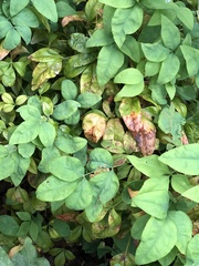 Pseudocercospora nandinae