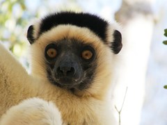 Propithecus verreauxi