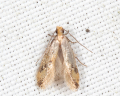 Hybroma servulella