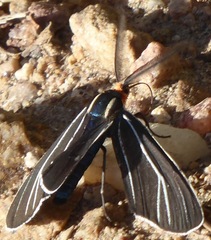 Ctenucha cressonana