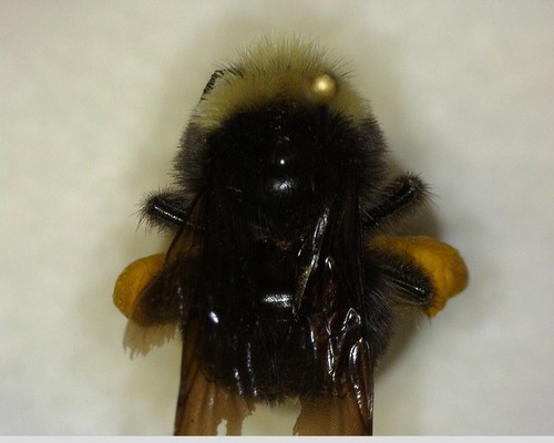 iNaturalist observation photo of Bumble Bees
