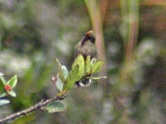 Chalcostigma herrani