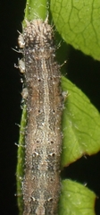 Catocala minuta
