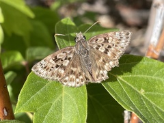Erynnis martialis