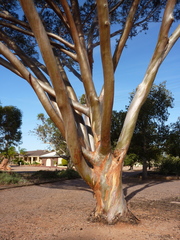 Eucalyptus goniocarpa