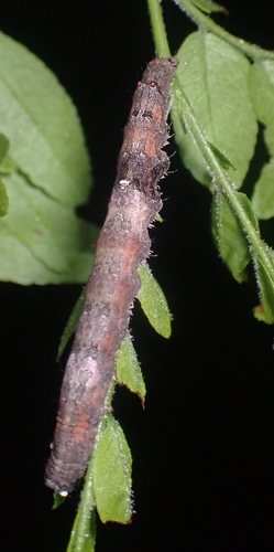 Little Underwing