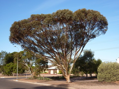 Eucalyptus goniocarpa