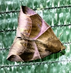 Dysgonia purpurata