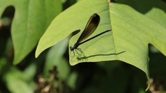 Calopteryx maculata
