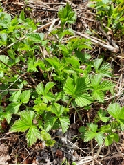 Rubus arcticus