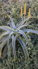 Aloe thraskii