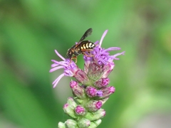 Dianthidium curvatum