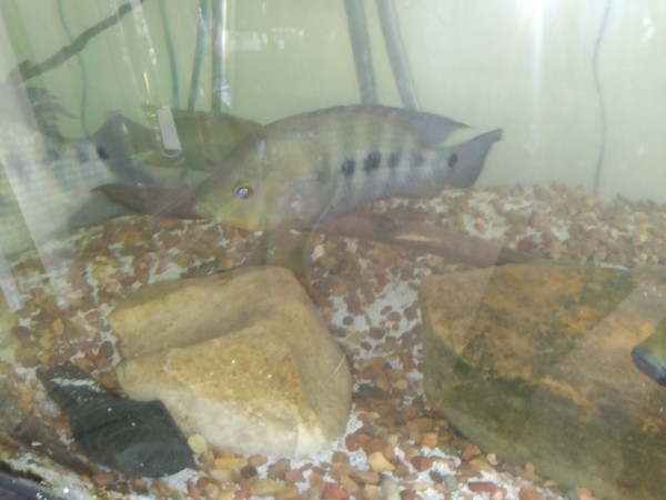 Flaveolus Cichlid