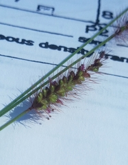 Setaria pallide-fusca