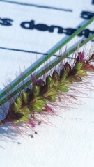 Setaria pallide-fusca