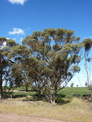 Eucalyptus densa