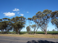 Eucalyptus densa