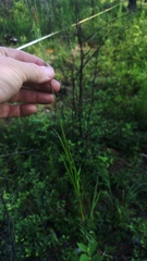 Setaria pallide-fusca