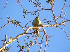 Treron australis