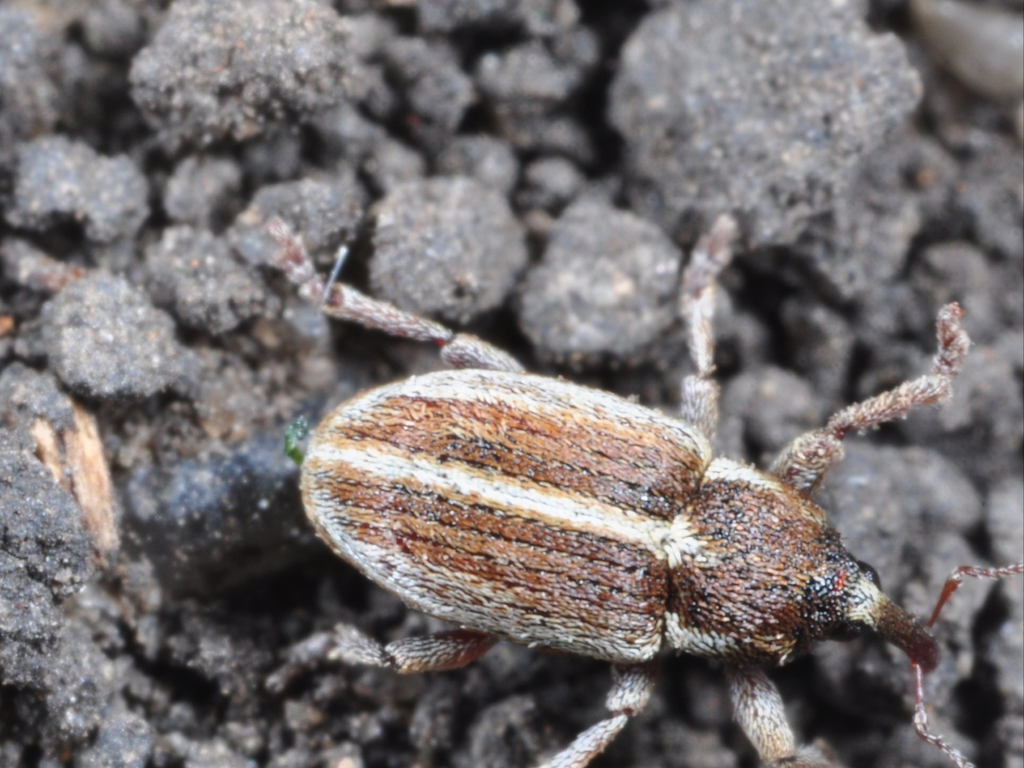 Tychius astragali