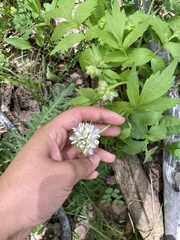 Hydrophyllum fendleri