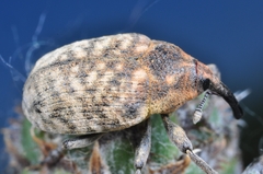 Larinus centaurii