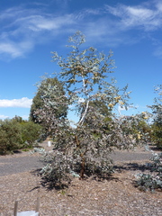 Eucalyptus crucis