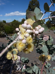 Eucalyptus crucis