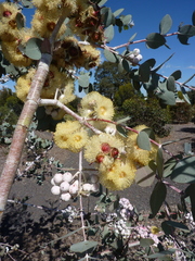Eucalyptus crucis