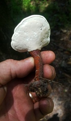 Ganoderma curtisii image
