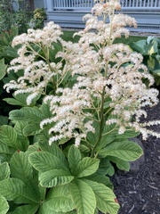 Rodgersia