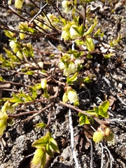 Vaccinium boreale