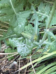 Golovinomyces sonchicola