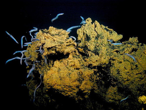 Dysommina rugosa