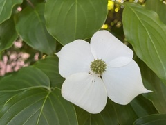 Cornus