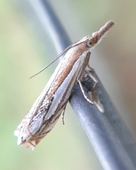 Crambus saltuellus